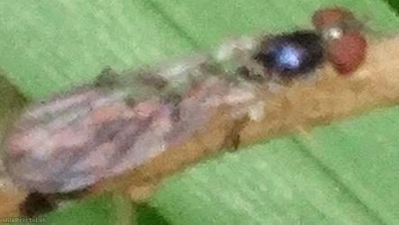 Gossamer Hoverfly