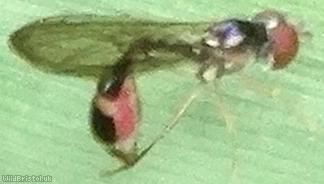 Gossamer Hoverfly