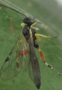 Itoplectis alternans