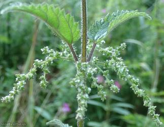 Common Nettle