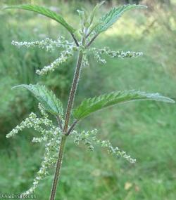 Common Nettle