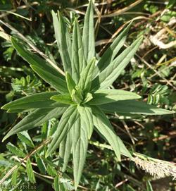 Common Gromwell