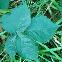 image for Rubus pictorum