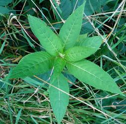Himalayan Balsam