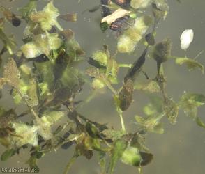 image for Ivy-leaved Duckweed