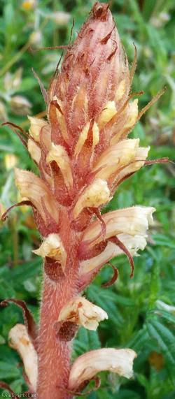 Common Broomrape