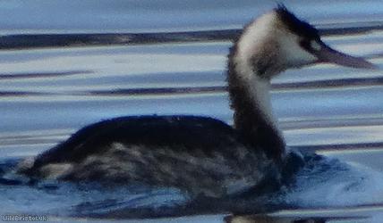 image for Grebes