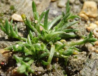 Procumbent Pearlwort