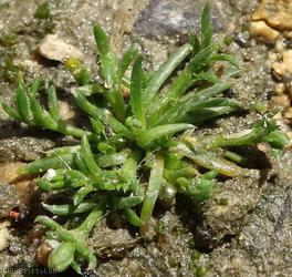 Procumbent Pearlwort