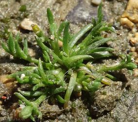 Procumbent Pearlwort