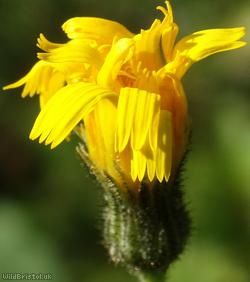 image for Many-toothed Hawkweed