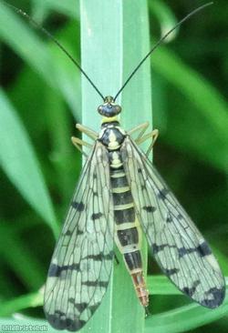 image for Scorpionflies