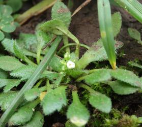 Common Whitlowgrass