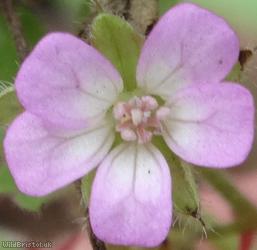 image for Round-leaved Cranesbill
