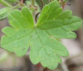 Round-leaved Crane's-bill