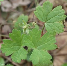 Round-leaved Crane's-bill