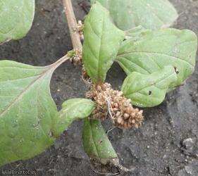 image for Perennial Pigweed
