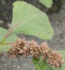 Perennial Pigweed