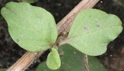 Perennial Pigweed