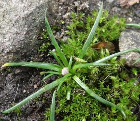 Procumbent Pearlwort