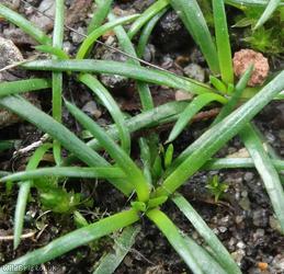 Procumbent Pearlwort