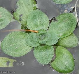 image for Common Water-starwort