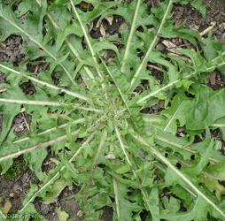 Jagged-leaved Dandelion
