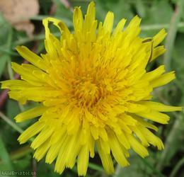 Jagged-leaved Dandelion