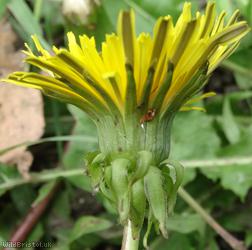 Jagged-leaved Dandelion