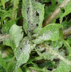 Jagged-leaved Dandelion