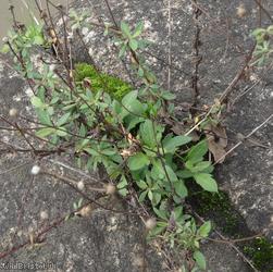 image for Mexican Fleabane