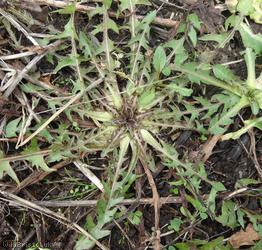 Jagged-leaved Dandelion