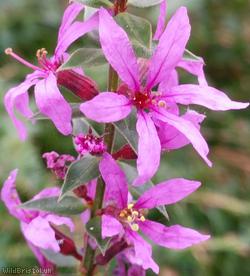Purple Loosestrife