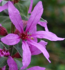 Purple Loosestrife
