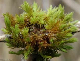 Wood Bristle-moss