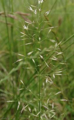 image for Yellow Oat-grass