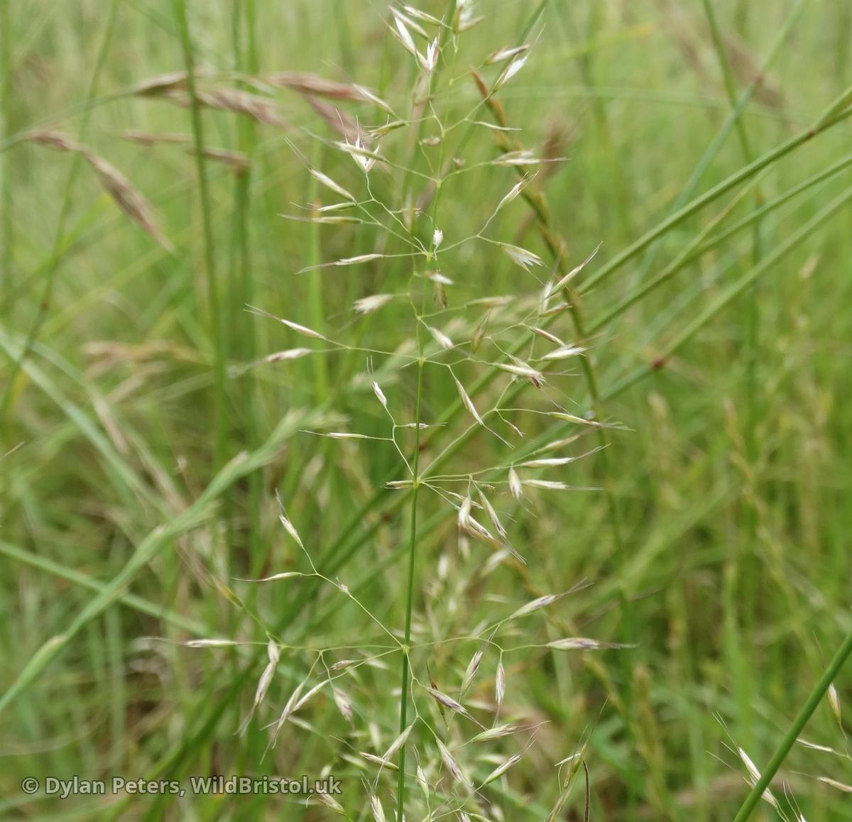 yellow-oat-grass-trisetum-flavescens-species-wildbristol-uk