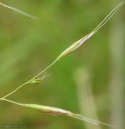 Yellow Oat-grass