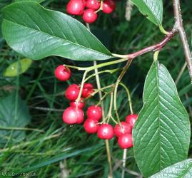 image for Tree Cotoneaster