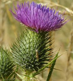 image for Spear Thistle