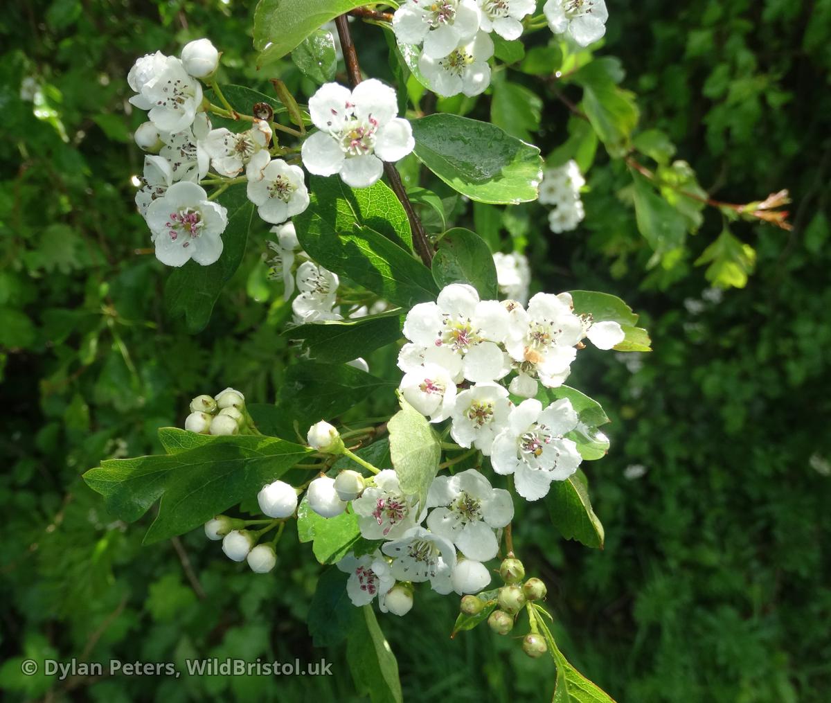 Midland Hawthorn - (Crataegus laevigata) - Species - WildBristol.uk