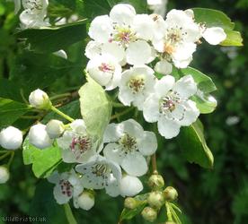 Midland Hawthorn