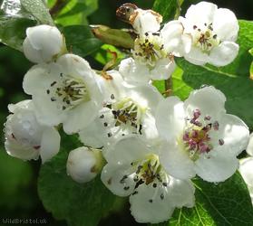 Midland Hawthorn