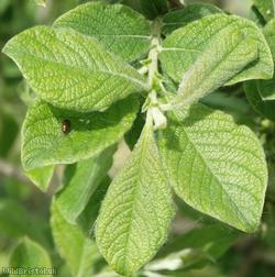 Grey Willow