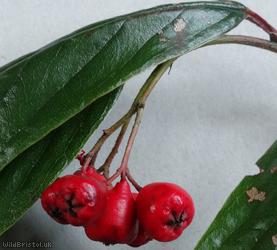 Waterer's Cotoneaster