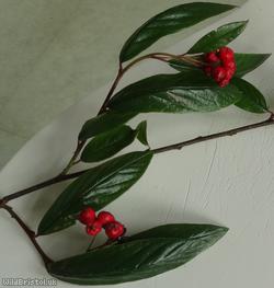 image for Waterer's Cotoneaster