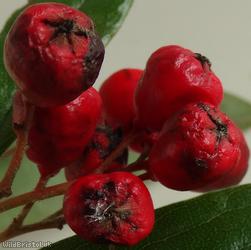 Waterer's Cotoneaster