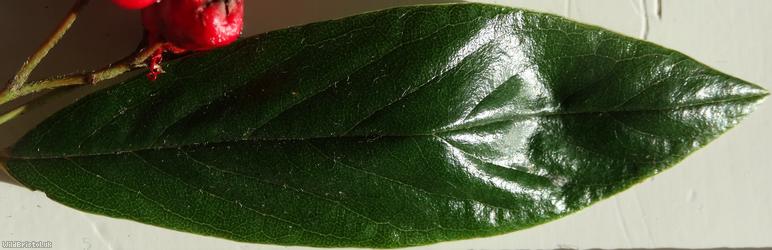 Waterer's Cotoneaster