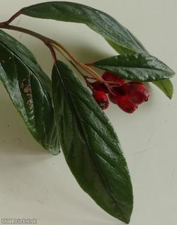 Waterer's Cotoneaster