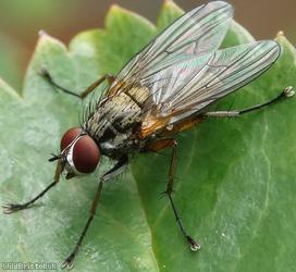 image for Deer Warble Fly
